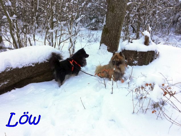 27.1.2021 - Zwei Hunde und viel Schnee